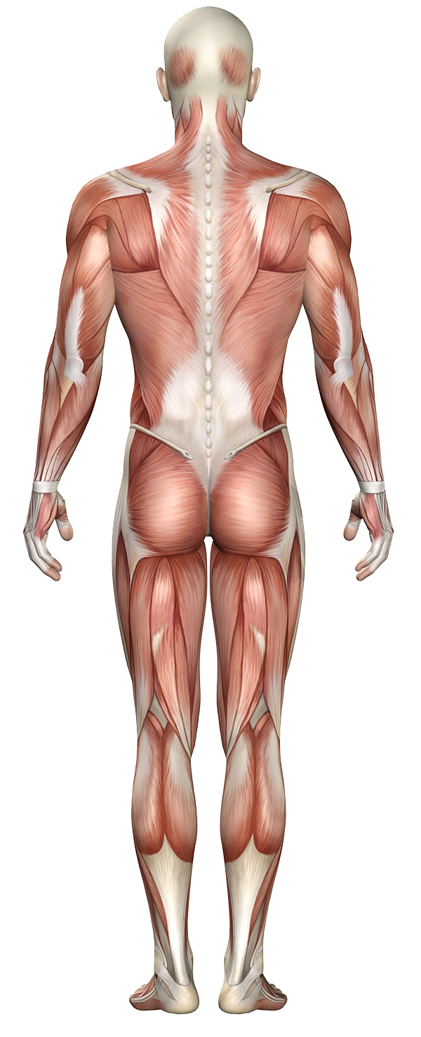 Estudio_cuerpo_humano_puerto_de_sagunto_clinica_sanar_cuidamos_de_ti